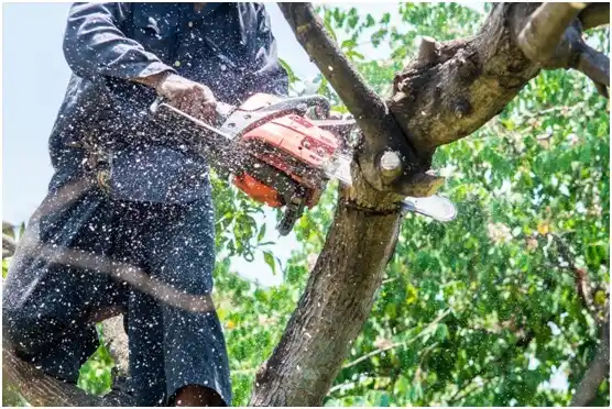 tree services Hurley